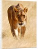 Huntress, Etosha, 2018 by Anonymous
