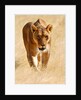 Huntress, Etosha, 2018 by Anonymous