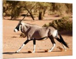 Oryx, Namib Desert, 2017 by Eric Meyer