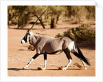 Oryx, Namib Desert, 2017 by Eric Meyer