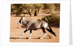 Oryx, Namib Desert, 2017 by Eric Meyer