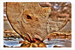 Black Rhino drinking, 2018 by Eric Meyer