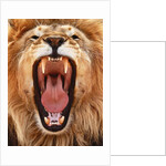 Roar; 2018, by Anonymous