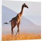 Masai Giraffe, Chyulu Hills, 2017 by Eric Meyer