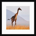 Masai Giraffe, Chyulu Hills, 2017 by Eric Meyer