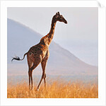 Masai Giraffe, Chyulu Hills, 2017 by Eric Meyer