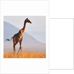 Masai Giraffe, Chyulu Hills, 2017 by Eric Meyer