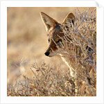 I Can See You, 2017 by Eric Meyer