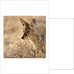 I Can See You, 2017 by Eric Meyer