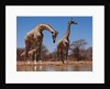 Southern Giraffes, 2019 by Eric Meyer