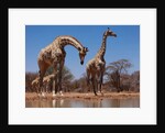 Southern Giraffes, 2019 by Eric Meyer