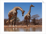 Southern Giraffes, 2019 by Eric Meyer