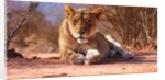 Resting lioness, 2019 by Eric Meyer