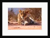 Resting lioness, 2019 by Eric Meyer