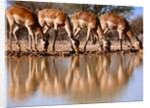 Impala drinking, 2019 by Eric Meyer