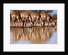 Impala drinking, 2019 by Eric Meyer