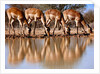 Impala drinking, 2019 by Eric Meyer