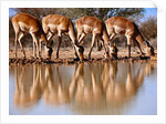 Impala drinking, 2019 by Eric Meyer