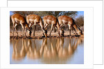 Impala drinking, 2019 by Eric Meyer