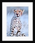 Young cheetah, 2019 by Eric Meyer