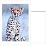 Young cheetah, 2019 by Eric Meyer