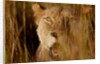 Lion in the grass, 2019 by Eric Meyer