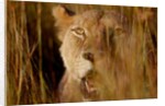 Lion in the grass, 2019 by Eric Meyer