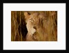 Lion in the grass, 2019 by Eric Meyer