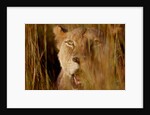 Lion in the grass, 2019 by Eric Meyer