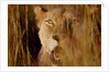 Lion in the grass, 2019 by Eric Meyer