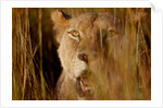 Lion in the grass, 2019 by Eric Meyer
