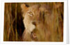 Lion in the grass, 2019 by Eric Meyer