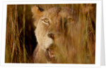 Lion in the grass, 2019 by Eric Meyer