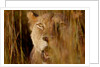 Lion in the grass, 2019 by Eric Meyer