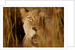 Lion in the grass, 2019 by Eric Meyer