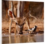 Pied Things, 2019 by Eric Meyer