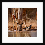 Pied Things, 2019 by Eric Meyer