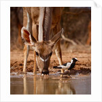 Pied Things, 2019 by Eric Meyer