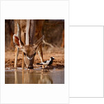 Pied Things, 2019 by Eric Meyer