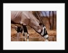 Oryx Drinking, Mount Etjo, 2019 by Eric Meyer