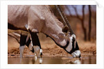 Oryx Drinking, Mount Etjo, 2019 by Eric Meyer