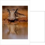 Happy Pig, 2019 by Eric Meyer