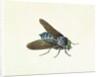 The Horsefly, 18th century by Georg Dionysius Ehret