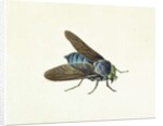 The Horsefly, 18th century by Georg Dionysius Ehret