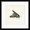The Horsefly, 18th century by Georg Dionysius Ehret