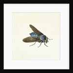 The Horsefly, 18th century by Georg Dionysius Ehret