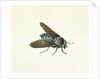 The Horsefly, 18th century by Georg Dionysius Ehret