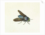 The Horsefly, 18th century by Georg Dionysius Ehret