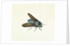 The Horsefly, 18th century by Georg Dionysius Ehret
