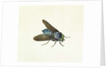 The Horsefly, 18th century by Georg Dionysius Ehret